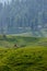 Grazing horse, mountain landscape