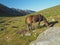 Grazing horse on a mountain meadow, rock and blue sky background