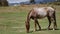 Grazing horse on mountain pasture. Beautiful rural landscape.