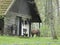 Grazing horse next to a lonely rural Polish cottage in forest