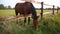 Grazing horse in Normandy, France