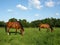 Grazing Horses