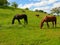 Grazing horses