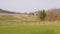 Grazing horses behind fence in farm paddock at spring day