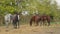 Grazing Horses behind the ranch fence on a cloudy afternoon