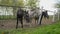 Grazing Horses behind the ranch fence on a cloudy afternoon