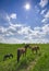 Grazing horses, bright sunlight, wide angle