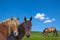 Grazing horses close up green rural landscape