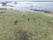 Grazing horses on a field road, photograph from a drone