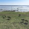 Grazing horses on a field road, photograph from a drone