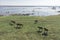 Grazing horses on a field road, photograph from a drone