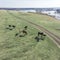 Grazing horses on a field road, photograph from a drone