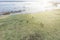 Grazing horses on a field road, photograph from a drone