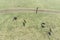 Grazing horses on a field road, photograph from a drone