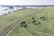 Grazing horses on a field road, photograph from a drone