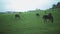 Grazing horses in green field eating grass