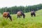 Grazing Horses on the Hillside