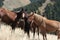 Grazing horses in Kazakhstan mountains