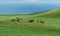 Grazing horses at the meadows of Kohala on the Big Island of Hawaii