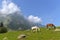 Grazing horses on the meadows of Sonamarg Sonmarg, Jammu and Kashmir, India