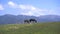 Grazing horses on mountains background.