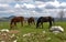 Grazing horses, National park Durmitor at early spring, Montenegro