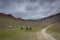 Grazing Horses near chandrataal lake in Spiti Valley