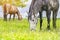 Grazing horses on summer meadow