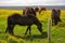 Grazing Icelandic Horses