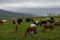 Grazing Icelandic horses