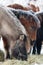 Grazing Icelandic horses