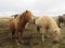 Grazing Icelandic horses, almost kissing,beautiful light and dark couple