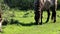 Grazing Konik horses, Bisonbaai, Netherlands