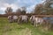 Grazing Konik horses in a Dutch nature reserve