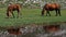 Grazing at Lac de Nino , Corsica