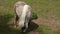 Grazing light brown pony