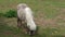 Grazing light brown pony