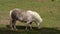 Grazing light brown pony