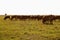 Grazing limousine cows in the setting sun. Pasture.