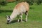 Grazing llama in Cuenca, Ecuador