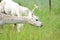 Grazing Llama Stretching Neck