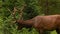 Grazing Male Elk In Velvet Eating Bushes