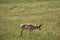 Grazing Male Peninsular Pronghorn Buck in a Field