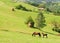 Grazing mare with her foal on beautiful green hills