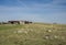 Grazing meadows in Colmenar Viejo