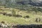 Grazing meadows at the foot of the Sierra de los Porrones