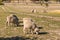 Grazing merino sheep