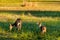 Grazing mule deer doe and fawn in a golden meadow