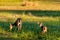 Grazing mule deer doe and fawn in a golden meadow