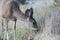 Grazing Mule Deer at Rocky Peak Park California